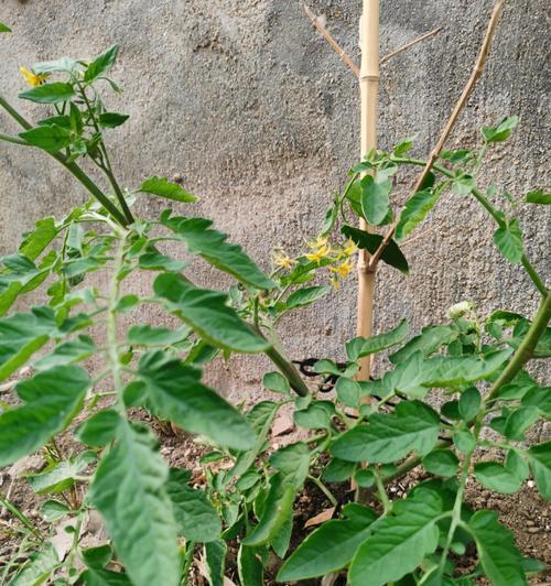 种植番茄的时间和方法（了解番茄种植的技巧与注意事项）