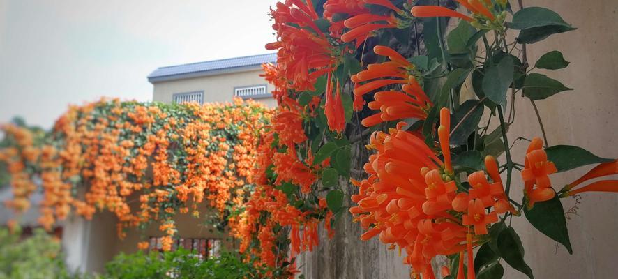 爆竹花的开花时节和花语（探寻爆竹花的生长特点和文化内涵）