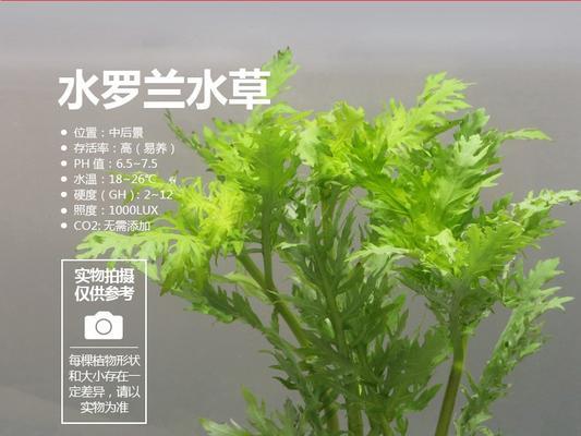 绿菊水草养护指南（让你的水草更健康，生长更快）