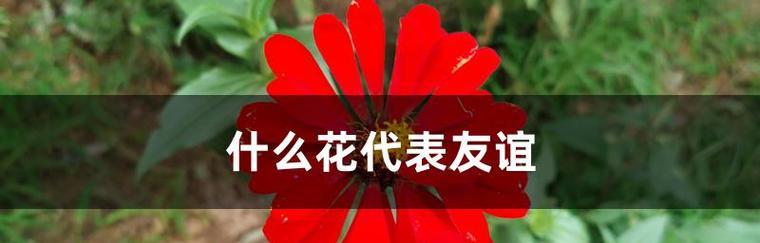 花语揭秘（探秘友谊之花，用花语传递友情）