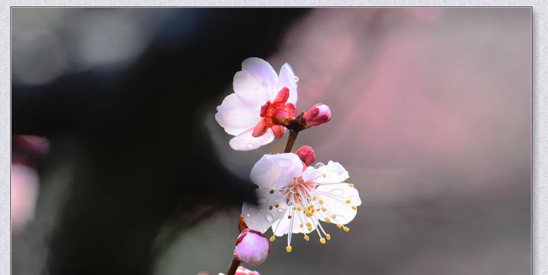 10月梅花会是否如期开放？（梅花季赏花攻略及注意事项）