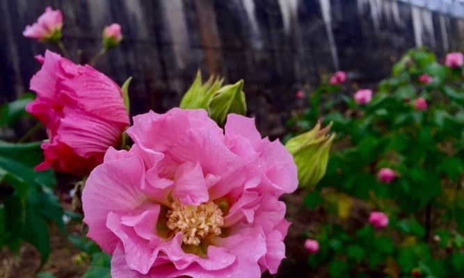 水中的美丽——芙蓉花（探秘芙蓉花在水中的成长之谜）