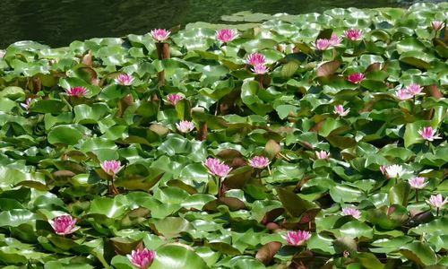 水中的美丽——芙蓉花（探秘芙蓉花在水中的成长之谜）