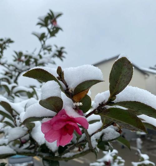 茶梅落花——一朵浪漫的主题（完整、自然、优雅）