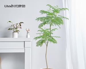 蓝花楹可以室内养吗？（适宜室内种植的蓝花楹品种及养护方法）