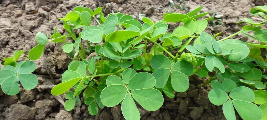 决明子种植的时间和方法（种植决明子，让春天更美丽）