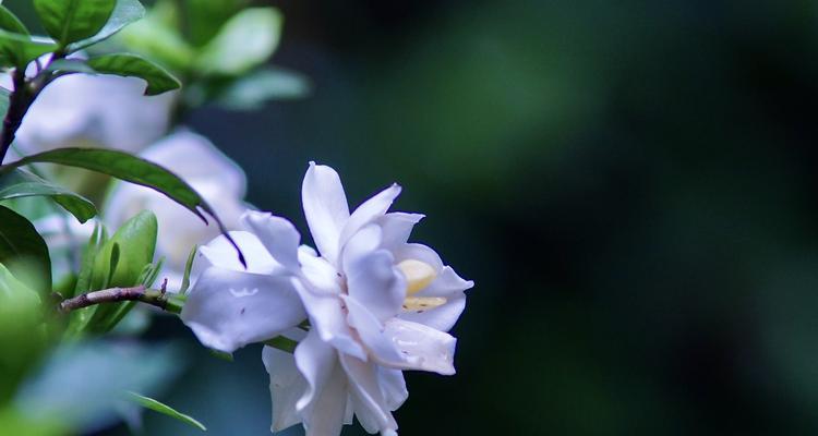 栀子花的意义与寓意（探究栀子花在文化与生活中的象征意义）