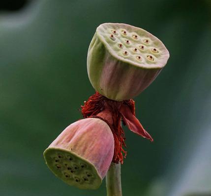 并蒂莲花（解读中国古代文化符号并蒂莲花的含义与价值）