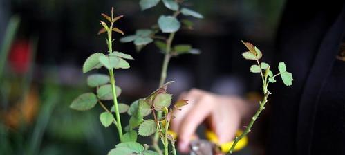 月季花的养殖方法（打造花园中的浪漫角落）