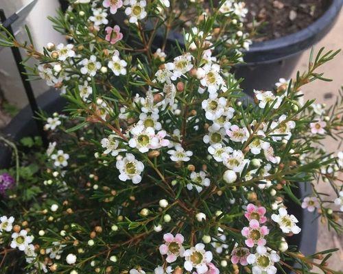 丰富花园景色的灌木——花灌木品种介绍（探究美丽多姿的花灌木，为您的花园增添色彩）