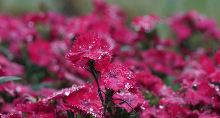 石竹花的种植与栽培（打造优美花园，享受惬意生活）