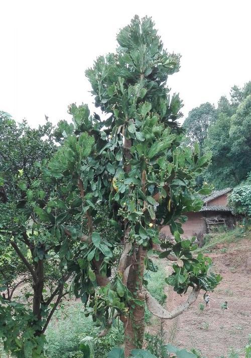 种植仙人掌的危害（为什么家里不能种仙人掌？）