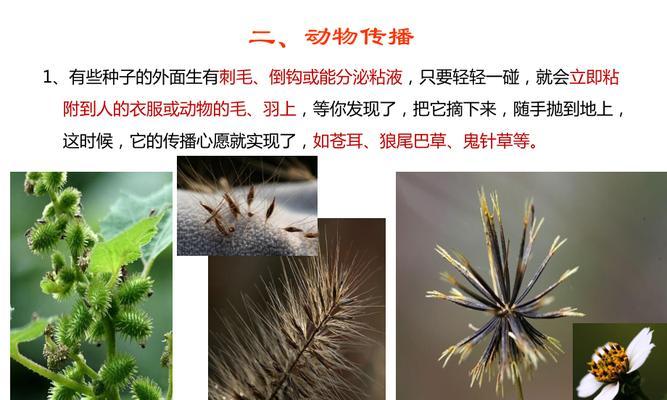 种子传播的多种方式（了解植物生长中的传播形式）