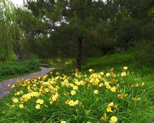 路边绿化花卉，打造城市美景（城市道路绿化是城市美化的重要内容之一）