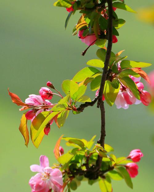 九月花期，适合种植什么花？（九月开放的美丽花朵，让您的花园更加生机盎然）