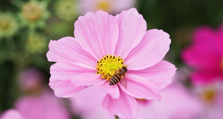 花语（百合花语告别，寄托心中的离别之情）