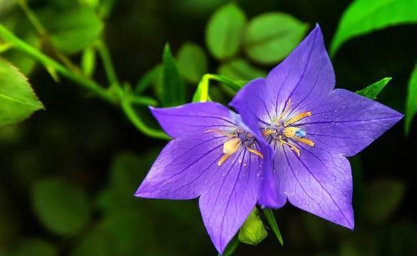 解脱的花语——百合花（美丽与自由相伴的花海）