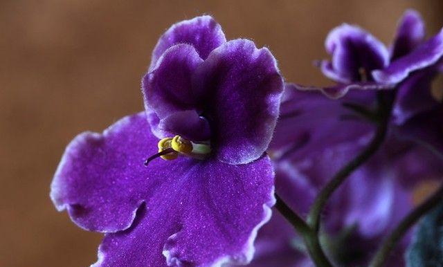 解脱的花语——百合花（美丽与自由相伴的花海）