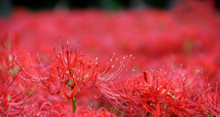 花语告白（花开无声，愧疚心酸；以牵牛花为媒，诉说内心抱歉）