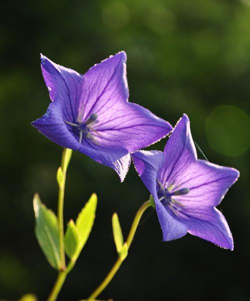 冷漠的花语——红掌花的柔冷（揭示红掌花冷漠的内涵与象征意义）