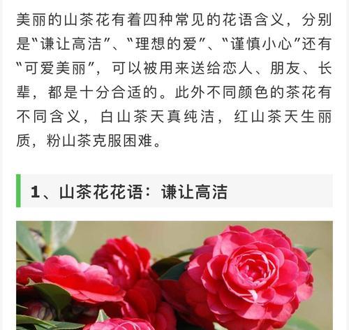 离别的爱情花语（以什么花的花语代表离别的爱情？）