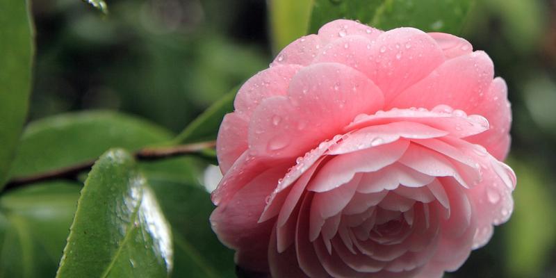 热爱之花（用郁金香的花语表达无尽的热爱）