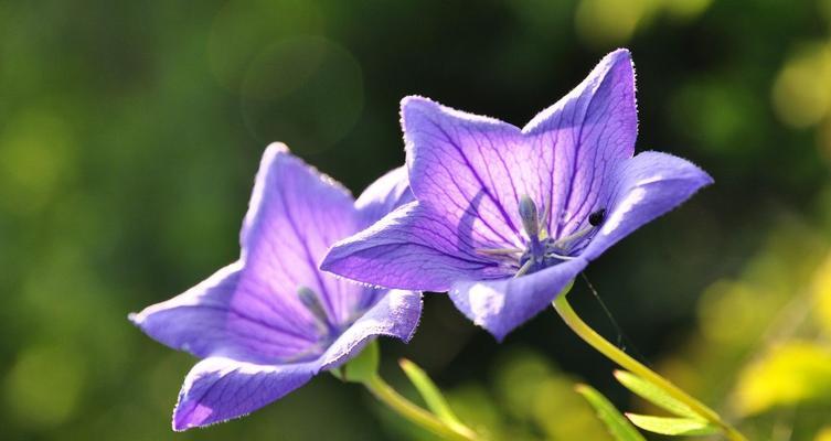 热爱之花（用郁金香的花语表达无尽的热爱）