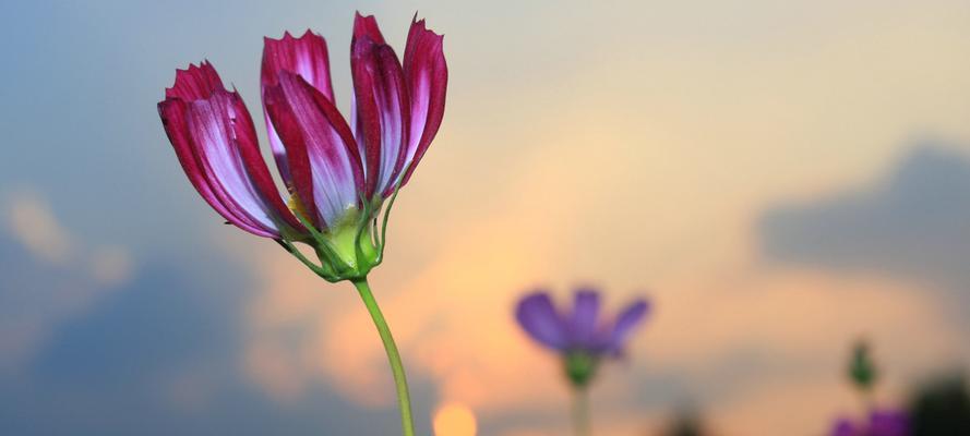 善良之花——向善花（以向善之心绽放的美丽）