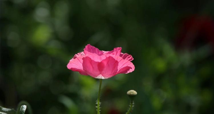 深爱之花——以红玫瑰为主题的花语（红玫瑰的花语和象征意义，传递深爱的情感）