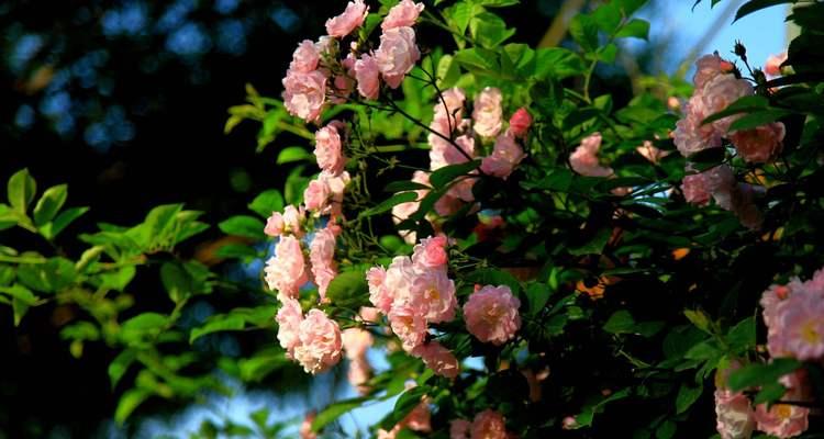 神明花语（揭示不同文化中神明与花的奇妙联系，探寻花语传递的神秘力量）