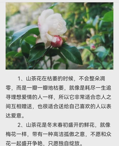 失望的花语（探寻暗紫罂粟花语的深层含义）