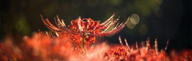 以白花的花语探讨死亡的主题（揭示生命边缘的白花意象）