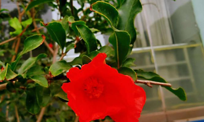 以菊花为象征的团结与和谐（菊花花语传递团结和合作精神，体现人类社会的共同价值观）