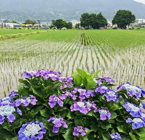 团圆美满之花语（传递家庭和睦之美）