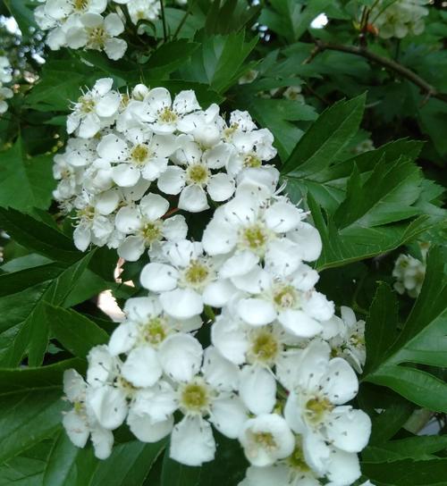 的花语——百合花的深刻寓意（探寻百合花独特的花语，了解它在文化和传统中的重要地位）