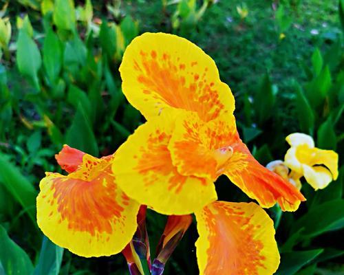 以玫瑰花的花语探索未来（预测、希望和机遇的花香）