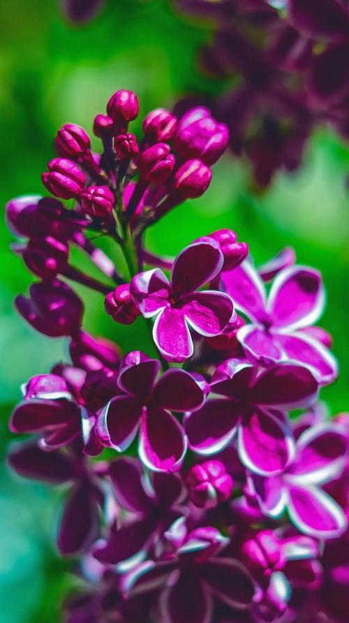 以玫瑰花的花语探索未来（预测、希望和机遇的花香）