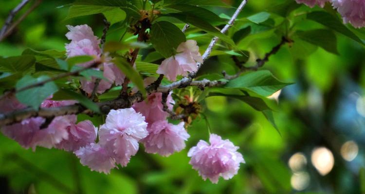 温柔如水——以百合花为主题的花语文章（百合花的花语及其象征的温柔品质）