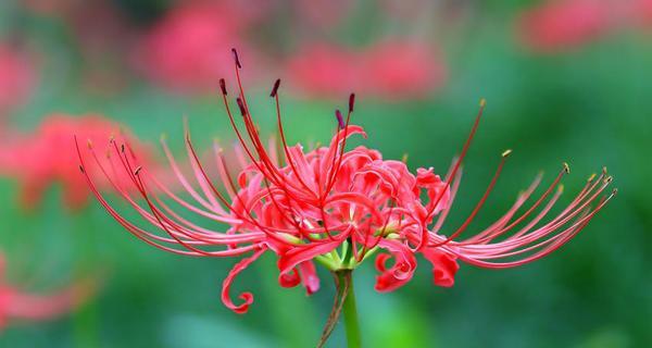 以百合花的花语述说兄妹之情（花开花谢，兄妹相随，花语述说兄妹情深）