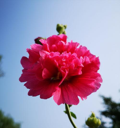 羞涩之花（以牵牛花为例，探索羞涩情感的花语及意义）