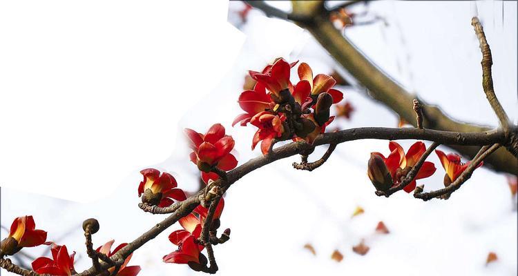 以百合花为主题的英雄花语（向英雄致敬，用花语表达敬意）