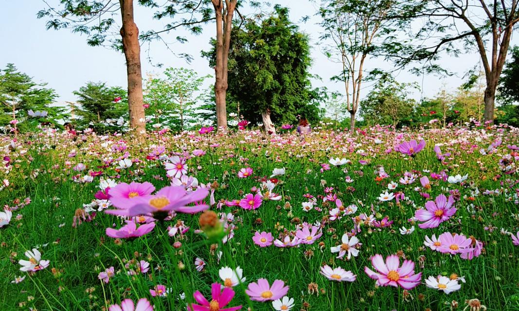 永远幸福的花语（以什么花的花语代表永远幸福？）