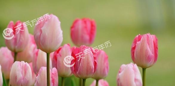 友情如花-以百合花语表达友情的美好（百合花语，友情永恒的见证者）