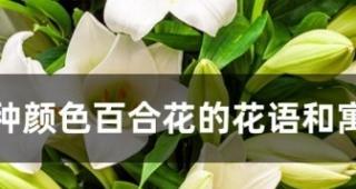 友谊花开，幸福相伴（以紫色风信子传达友谊的花语）