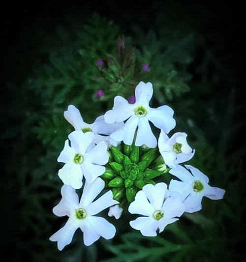 用百合花诠释真诚的心（探寻百合花的花语之谜）