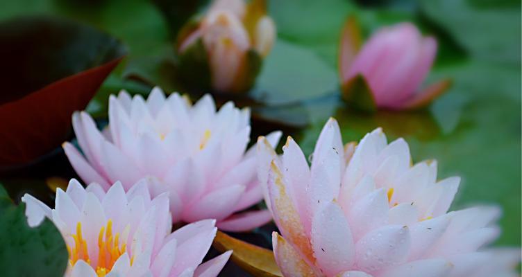 睡莲开花的花语与寓意（揭示睡莲开花的时间、花朵形态和象征意义）