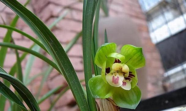 春兰花期在几月份开（关于春兰的开花时间）