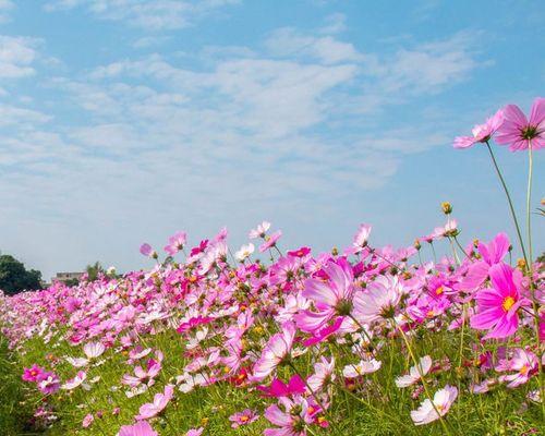 格桑花种子几月份播种（格桑花的种植方法和时间）