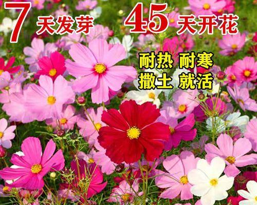 格桑花种子几月份播种（格桑花的种植方法和时间）