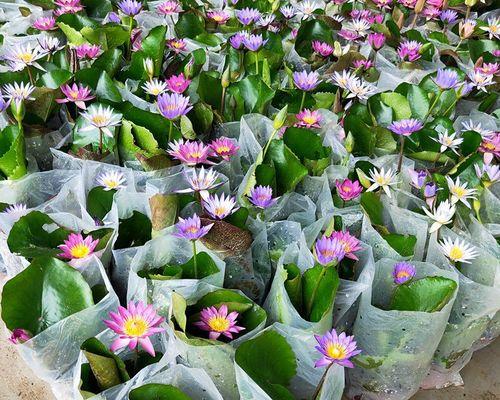 荷花怎么种植方法（家养荷花的养护步骤）